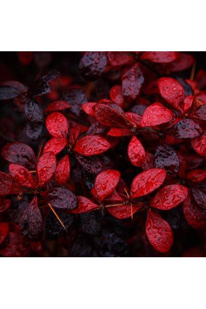 Berberis Дуал Джевел осіннє забарвлення листя